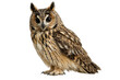 © MAS - Majestic long-eared owl, a captivating nocturnal bird of prey, wise and watchful wildlife creature isolated PNG with Transparent Background