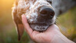 © Monmeo - Gentle Touch with Dog: A tender moment unfolds as a hand gently caresses the muzzle of a dog, a close-up shot capturing the bond between human and animal.