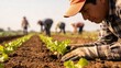 © sonderstock - Hispanic farmer planting young crops in field agriculture manual farming outdoor