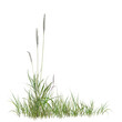 © Saharattaphum - grass isolated on white background/High resolution wild green grass with white flowers isolated on white background. Realistic natural element for architectural visualization and environment design.