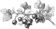 © Purple_Lamp - Blackcurrant branch with ripe berries and detailed leaves drawing in vintage