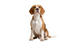 © Marie - Charming beagle dog sitting attentively, a friendly purebred canine with tri-color fur, isolated on transparent background, ideal for pet designs PNG