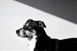 © Yan - A high contrast black and white profile portrait of a dog looking to the side against a divided light and shadow background.