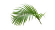 © Samantha - A single vibrant green palm frond showcases lush tropical foliage.