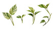 © Robert - Variegated pothos plant cuttings and leaves, showcasing lush green and creamy white patterns.