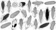 © arulumia - Hand-drawn sketch set of various corn on the cob illustrations. Detailed black and white line art collection of maize, whole, peeled, and cut, perfect for harvest and food themes.