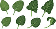 © Rumi - Green leafy vegetable collection with spinach and salad leaves, fresh organic food elements in detailed vector illustration set