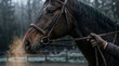 © Valentina Sorokina - Horse with bridle held by handler in misty outdoor setting close up. Concept of trust, control, and connection between human and animal in equestrian care.