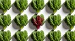 © SatyaB - Fresh spinach leaves arranged in rows with one unique red variety