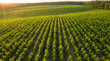 © Bos Amico - Nature's Green Embrace: An aerial panorama presents an expansive, orderly plantation of young trees stretching toward the horizon, reflecting a commitment to nature's well-being.