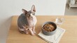 © Helen - A hairless Sphynx cat is waiting for its owner's permission to enjoy its food