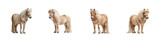 Collection of four miniature ponies in different standing poses as isolated on transparent background