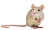 © Nina - Small fluffy mouse with long tail sitting attentively, isolated on transparent background