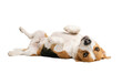 © Tanicsean - Adult beagle dog lying fully stretched on its back, all four paws relaxed.