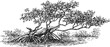 © Purple_Lamp - black and white vintage illustration of a mangrove tree with aerial roots in coastal water environment