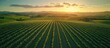 © GoDress - Vineyard Rows at Sunset Landscape