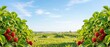 © Ekaterina - panoramic view of strawberry bushes with red berries framing open sky and fields with planting beds.for banners, advertising related to fruit markets, gardening products, or spring seasonal campaigns