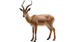 © Emilija - Brown impala antelope with curved horns, isolated on transparent background