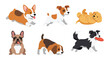 © Amie - Collection set flat style vector illustration of cute dogs in various poses, playful puppy characters, pet animals isolated, friendly domestic canine design