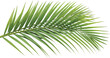 © Beauty - Fresh Green Palm Leaf Vector Illustration Isolated on White Background for Tropical Design