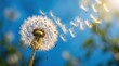 © Coosh448 - A single dandelion seed head caught in mid-blow in extreme macro detail, individual feathery achenes drifting away in a shaft of soft backlight against a vivid blue out-of-focus background, delicate