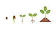 © Sagor - A visual depiction of a seed s germination and growth stages
