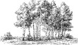 © Purple_Lamp - Black and white sketch of birch tree grove with detailed bark and foliage on grassy terrain