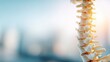 © Anat art - Chiropractic Clinic Banner With Blurred Spine Model and Empty Space for Text in a Professional Setting