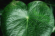 © Westend61 - Close up of green botanical leaf with heart shape and detailed veins