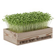 © shefalibegum - Fresh green wheatgrass sprouting in a wooden planter box