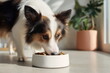 © Mars - Small companion dog eating dry kibble from a white bowl in a bright home setting, capturing healthy feeding habits, pet care, and everyday domestic life