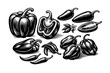 © wanda - Vintage Engraving Style Collection of Assorted Peppers Including Bell Peppers, Jalapeno, Habanero, and Chili. Hand-Drawn Woodcut Illustration of Spicy and Sweet Vegetables for Cooking and Menu Design.