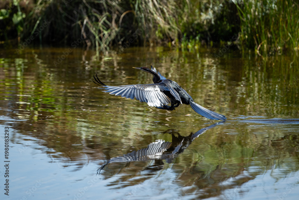 An African darter (Anhinga rufa) comes in to land in a pond with wings ...
