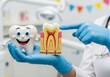 © Deamard - Professional dentist holding tooth models illustrating healthy enamel and internal root anatomy.