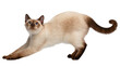 © Aoife - Isolated cream-colored Siamese cat performing a playful morning stretch with an upward gaze