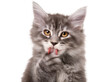 © Oisin - Isolated fluffy gray kitten licks its paw, adorable young tabby cat cleaning itself