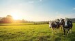 © pngking - Sunny farm landscape featuring peaceful dairy cows and clear copy space