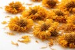 © vxnaghiyev - Close up view of dried marigold flowers with vibrant yellow petals on a white backdrop