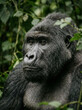 © VISUAL BACKGROUND - Close up of a mountain gorilla face looking sideways