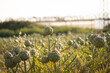 © Jordi - Artichoke field at sunset with fresh green plants growing in agriculture landscape