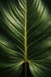 © Rawpixel.com - Lush green leaf texture closeup