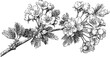 © Purple_Lamp - Vintage branch of hawthorn flowers and leaves detailed botanical illustration in black and white