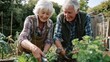© swillklitch - Happy diverse senior couple, woman and man smiling joyfully harvesting fresh green leafy vegetables together in lush sunlit backyard garden