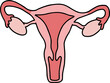 © Aura Visuals - Illustration of female reproductive system anatomy in hand drawn style on a transparent background showing uterus and ovaries with detailed structure