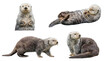 © Irene - Captivating collection of adorable sea otters in diverse natural poses, isolated on a transparent background.