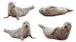 © Nadine - Four charming harbor seals captured in various natural poses, isolated on a transparent background.