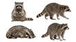 © Nadine - Four distinct raccoons captured in various natural poses, including sitting, walking, and resting.