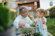 © Halfpoint - Senior grandmother with small granddaughter gardening during spring season.