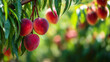 © Justin Eaton - Closeup shot of ripe peaches hanging on a tree branch in an orchard on a sunny day, ready to be harvested for consumption