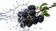 © MorshedBD - Ripe Blackberries Bursting with Water Droplets Amidst a Dynamic Splash on a White Background
